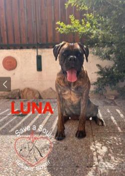 Luna Boxer Pura Di 3 Anni